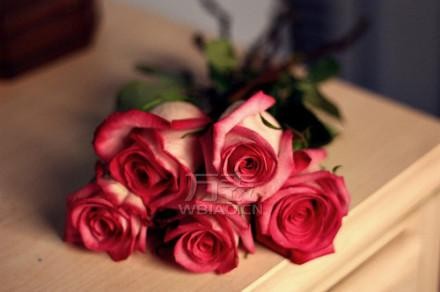 玫瑰长久以来就象征着美丽和爱情
