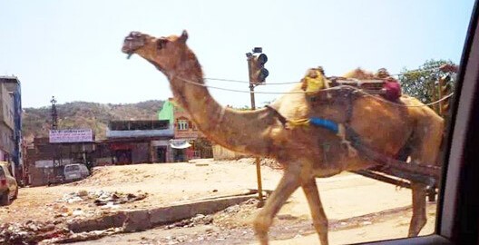 开车时旁边路过的骆驼车