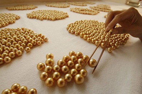 【黄金珍珠怎么来的】打开菲律宾黄金珍珠养殖过程