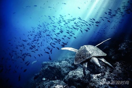 加拉帕戈斯群岛上大约40%的野生生物属于本地特有物种,包括海鬣蜥、著名的达尔文雀和巨型乌龟。
