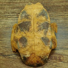 龟甲是什么?龟甲外形特征的描述