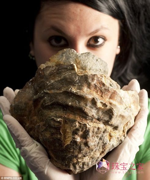 英国打捞出1亿年牡蛎化石 或含世界最大珍珠