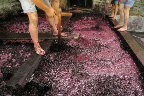 在酿造红葡萄酒时,葡萄会带皮发酵;不过在酿造白葡萄酒时,葡萄在发酵