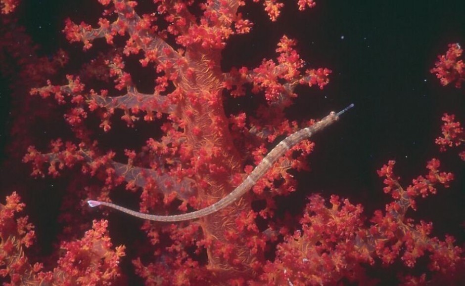红珊瑚的5大作用 7个小技巧鉴别真假红珊瑚