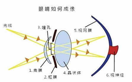 眼睛是怎么成像的